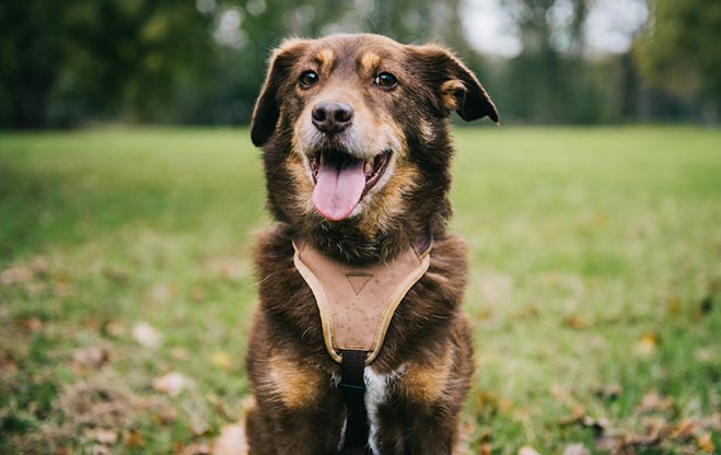 Hunde GPS Tracker - Für die Eingewöhnungsphase eines selbstständigen Hundes